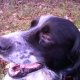 <h1 style="font-size: 12px">Cani da Caccia: Meritato riposo dopo una giornata di caccia molto intensa..</h1>